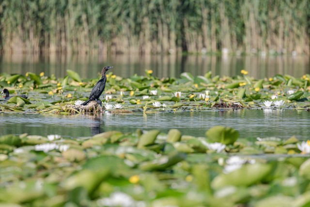 Kääbuskormoran üle Doonau delta lendamas, Rumeenia