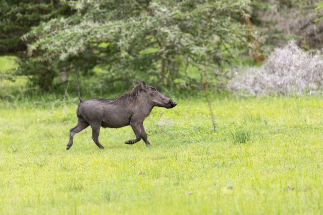 Tüügassiga Ruaha rahvuspargis ringi jooksmas, Tansaania, Aafrika