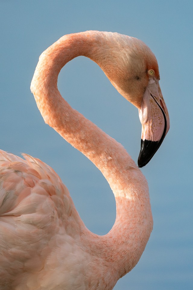 Flamingo uhkelt poseerimas, Prantsusmaa