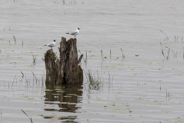 Tiirlased Gauja rahvuspargis vees asuvatel puutokkidel valvet pidamas, Lätis