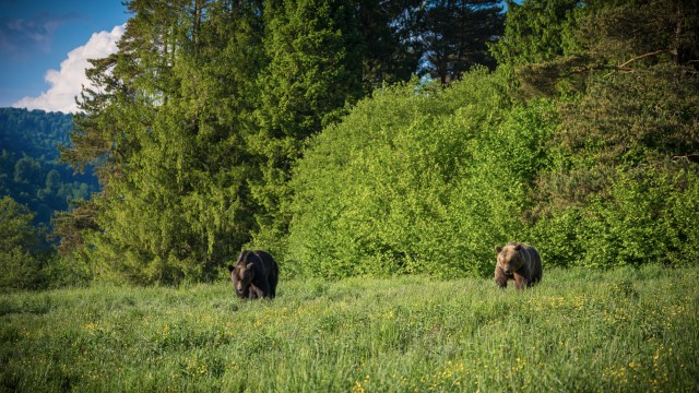 Pruunkarud Rumeenias Karpaatide mäestikus