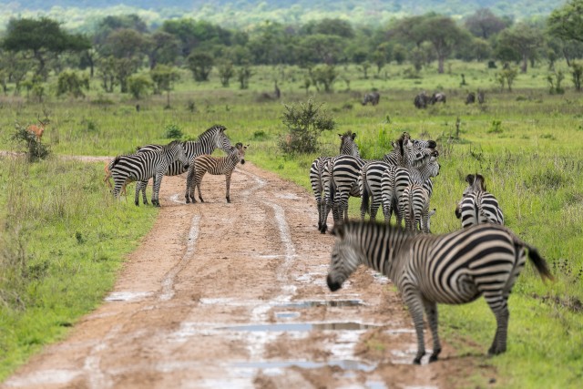 Sebrad teedel, Mikumi rahvuspargis Tansaanias, Aafrikas