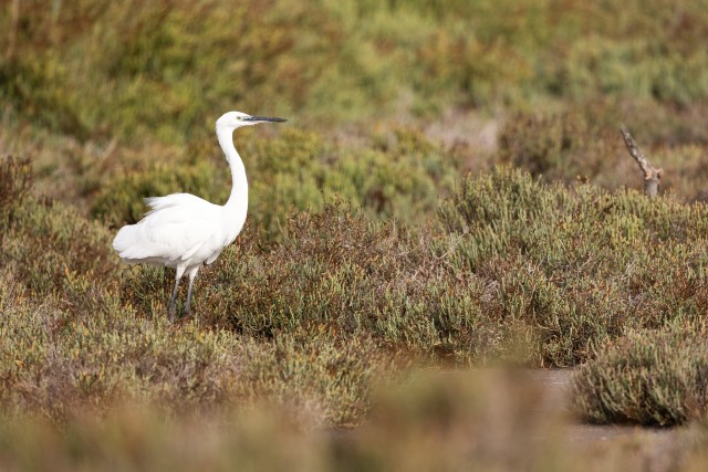 Siihaigur uhkelt soolarohu vahel jalutamas, Prantsusmaa