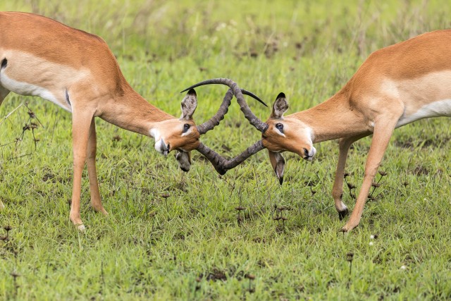 Kaks gaselli sarvepidi koos, Mikumi rahvuspargis Tansaanias, Aafrikas
