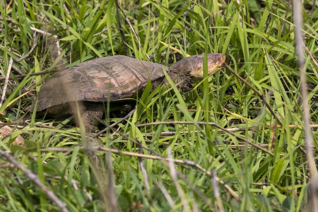 Must okaskaelaga sookilpkonn Mikumi rahvuspargis Tansaanias Aafrikas