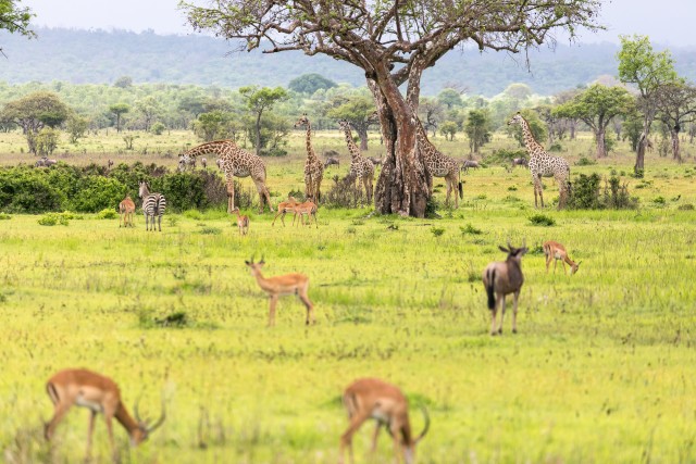 Mikumi rahvuspargi loomad rohumaal, Tansaanias, Aafrikas