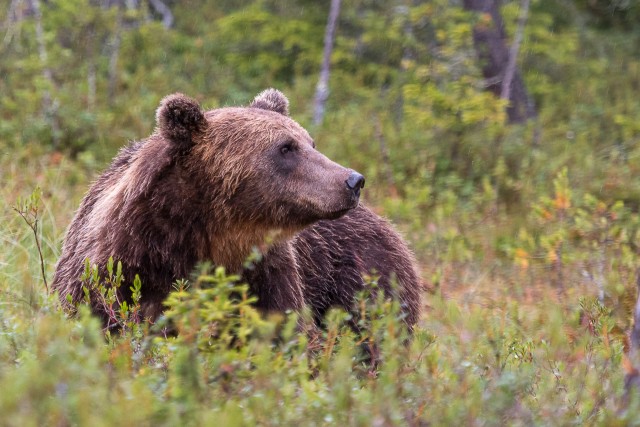 Pruunkaru jõesängi ääres jalutamas, Kuhmo