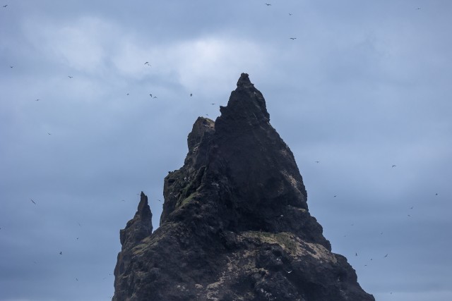 Linnuparv ümber kaljunuki tiirlemas, Island