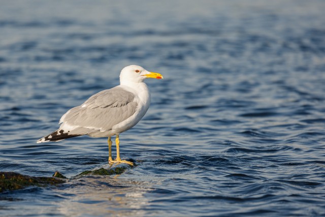 Kajakas Doonua delta jõe suudmes, Rumeenia