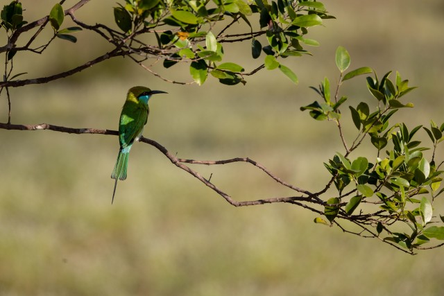 Jäälind puuoksal päikese eest varju otsimas, Sri Lanka