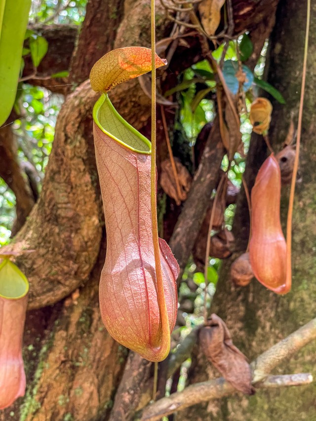 Troopiline kanntaim, identifitseeritud kui Nepenthes distillatoria