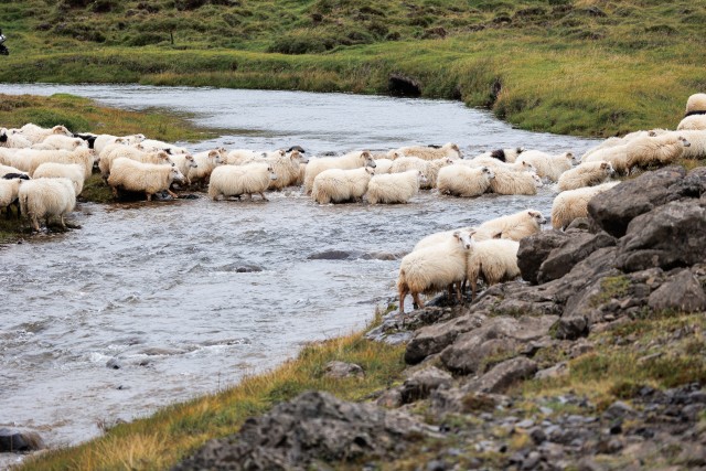 Islandi lambakari jõge ületamas