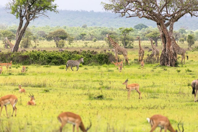 Mikumi rahvuspargi loomad rohumaal, Tansaanias, Aafrikas