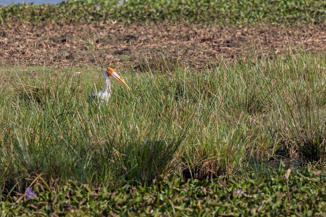Roosa toonekurg veekogu kõrkjate vahel Sri Lanka rahvuspargis
