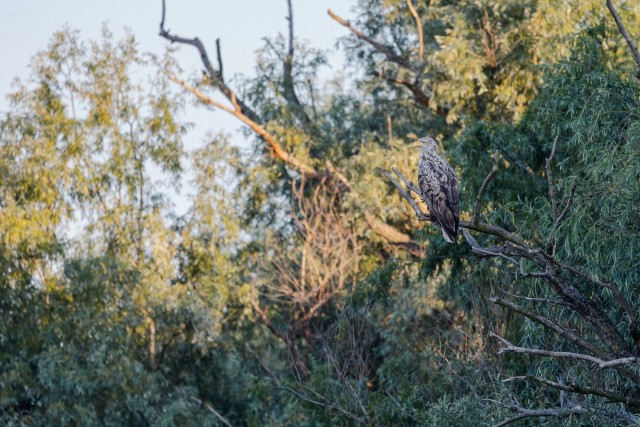 Kotkas Doonau delta jõe suudme kallastel asuval puuoksal jahti pidamas, Rumeenia