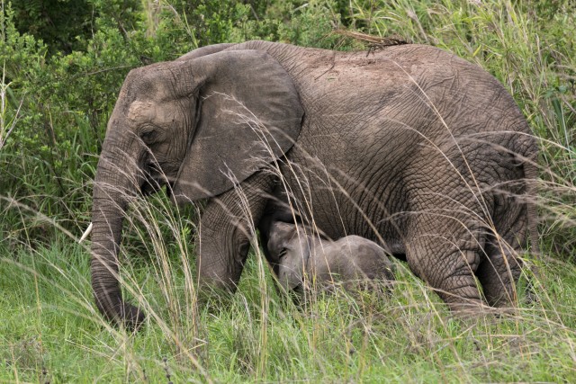 Aafrika savannielevant pojaga, Tansaania