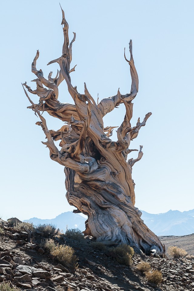 Maailma vanim puu: Pinus Longaeva