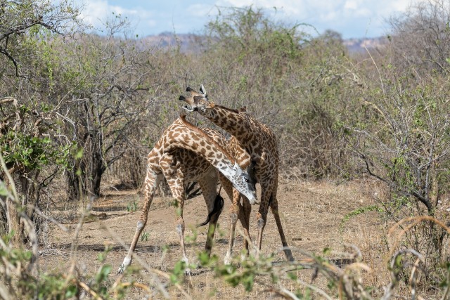Kaelkirjakud kaelupidid koos Mikumi rahvuspargis, Tansaanias, Aafrikas