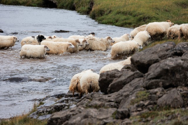Islandi lambakari jõge ületamas
