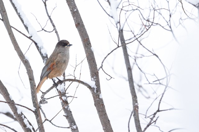 Laanenäär lumisel oksal, Soome