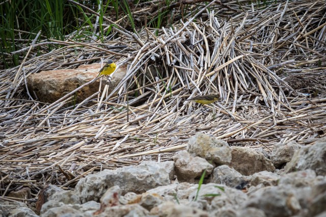 Hänilased Gauja rahvuspargis murdunud kõrkjate vahelt süüa otsimas, Läti