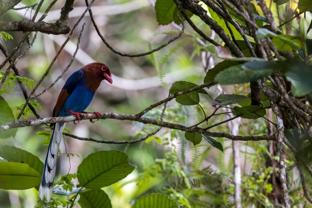 Sri Lanka sinine harakas oksal istumas, Wilpattu rahvuspark