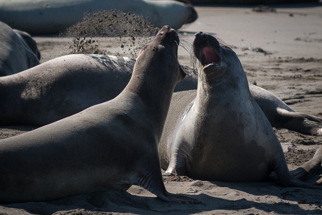 Hülged Põhja-Ameerika läänekaldal võimuvõitlust pidamas