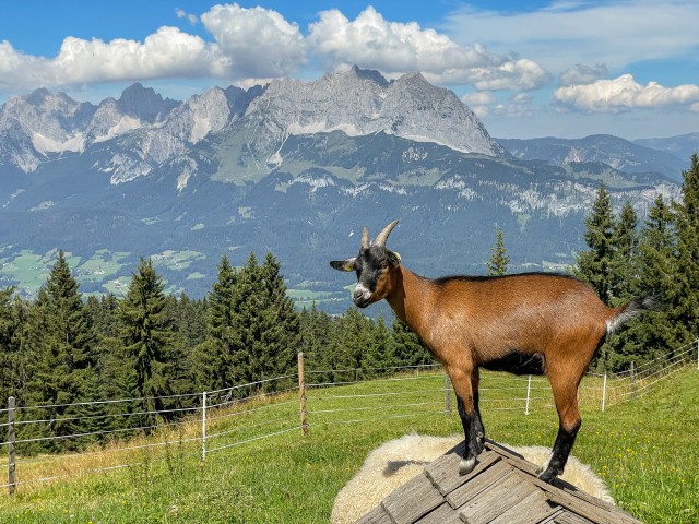 Täiskasvanud kits seisab mägikarjamaal Dolomiitides