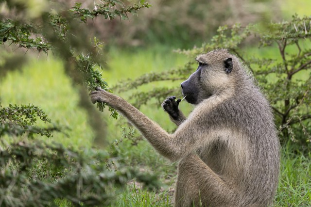 Paavian Ruaha rahvuspargis istumas ja söömas, Tansaania, Aafrika