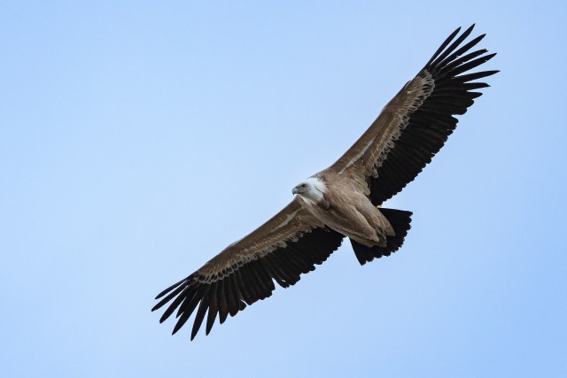 Kaeluskotkas taevavõlvil liuglemas, Lõuna-Prantsusmaa