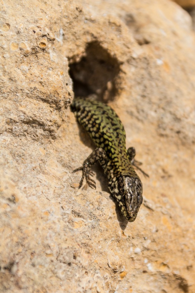 Sisalik kivi seest välja tulemas
