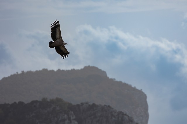 Kaeluskotkas taevavõlvil tiibu sirutamas, Lõuna-Prantsusmaa