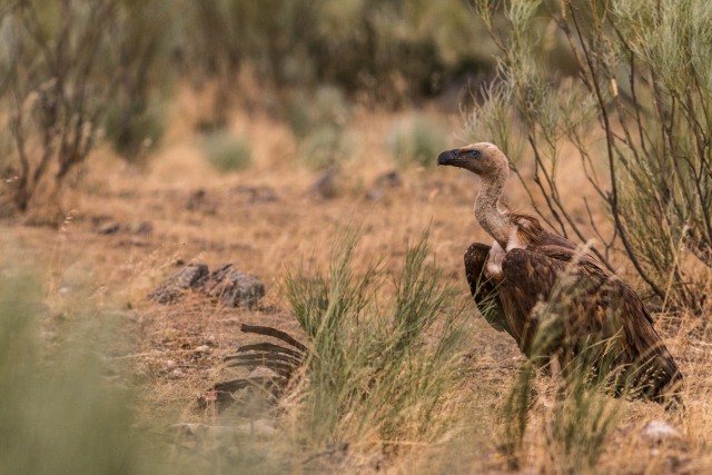 Raisakotkas surnud looma luudelt jäänuseid nokkimas, Portugal