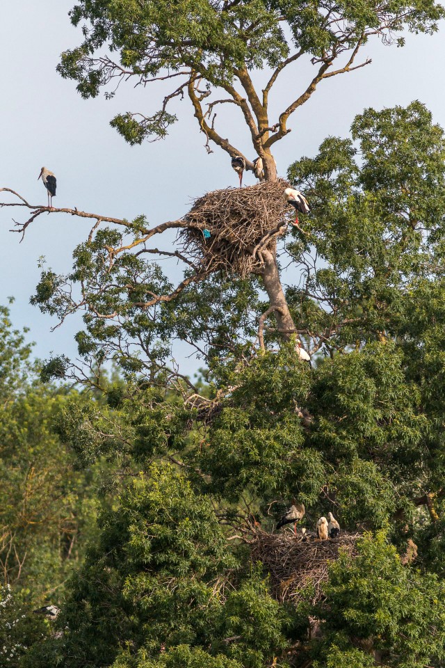 Toonekured oma pesas, Hispaania