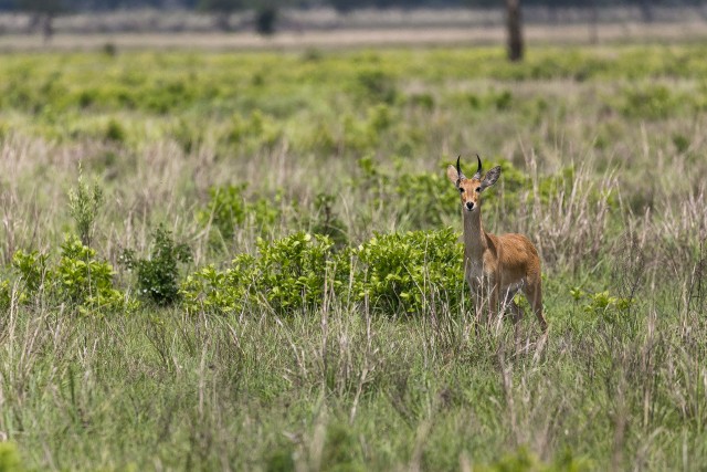 Oribi Mikumi rahvuspargis Tansaanias, Aafrikas