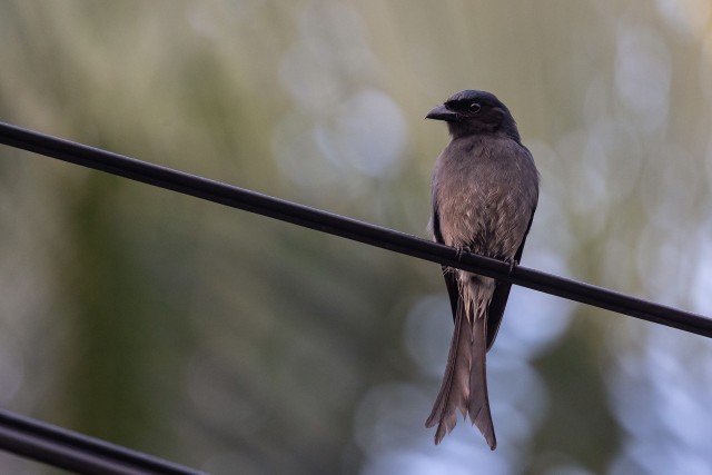 Kärbsenäpp metalltraadil uudistamas, Sri Lanka