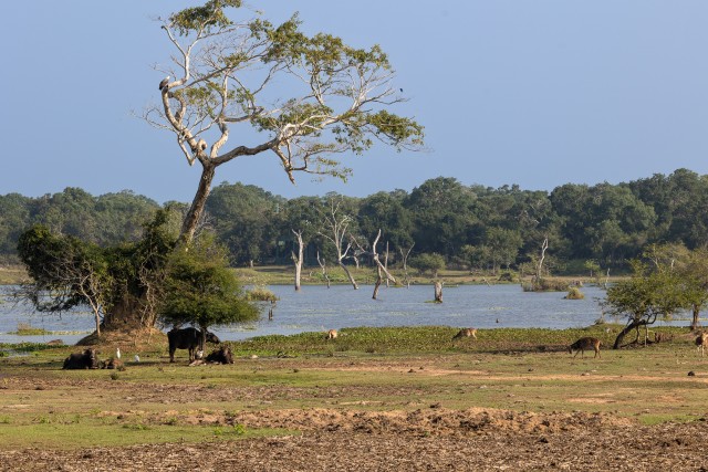 Maaliline vaade Sri Lanka rahvuspargi maastikule ja loomadele
