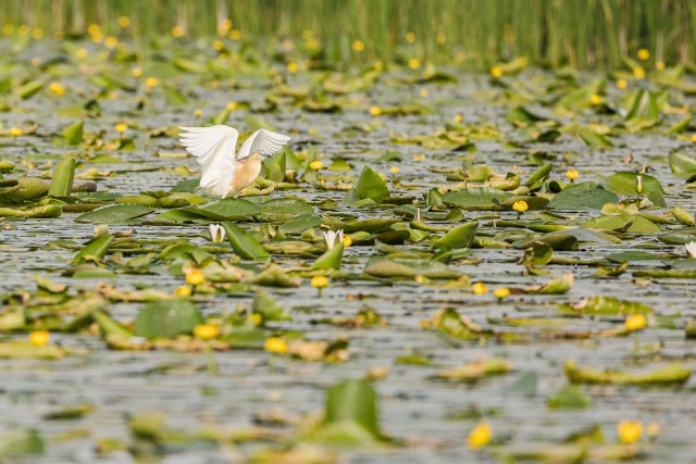 Tiigihaigur Doonua delta jõe suudmes, Rumeenia