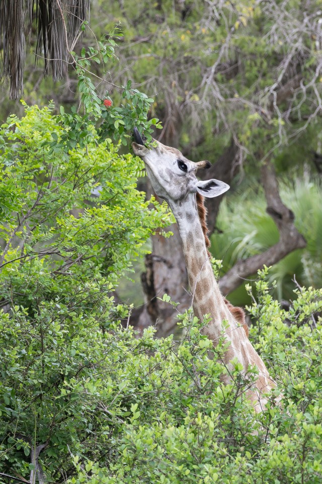 Kaelkirjak Ruaha rahvuspargis söömas, Tansaania, Aafrika