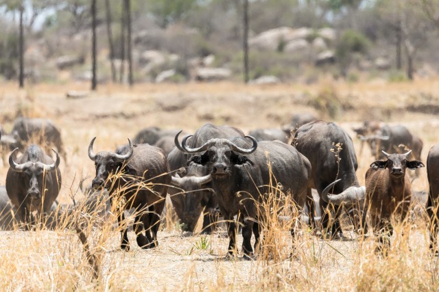 Vesipühvlid Mikumi rahvuspargis jalutamas, Tansaanias, Aafrikas