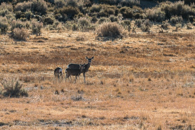 Emane muulhirv ja tema noored vasikad Bodie ajaloopargis USAs