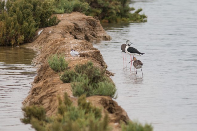 Karkjalad jalgupidi vees seismas, Portugal