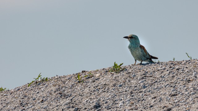 Siurulind poseerimas Doonau delta kohal, Rumeenia