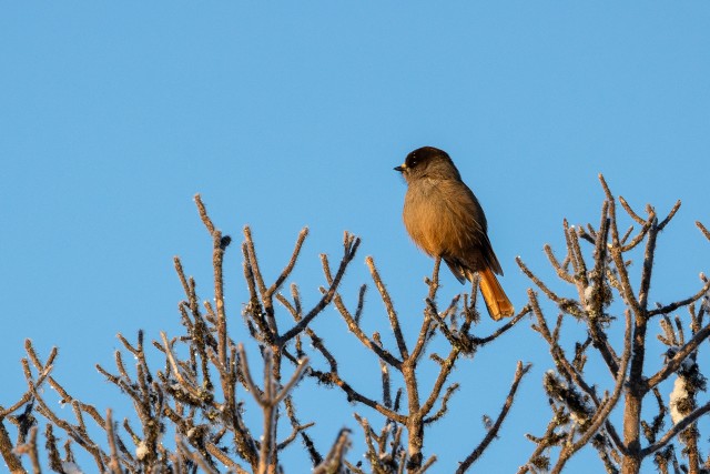 Laanenäär oksal päikest nautimas, Soome