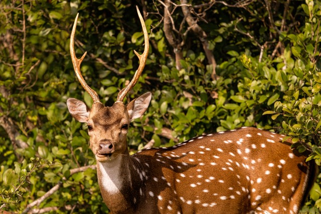 Axis Wilpattu rahvuspargis põõsaste vahel söömas, Sri lanka