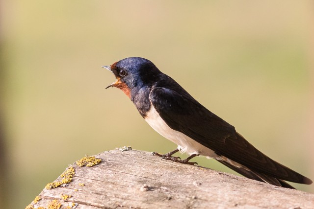 Suitsupääsuke Gauja rahvuspargis puunotil siristamas, Lätis