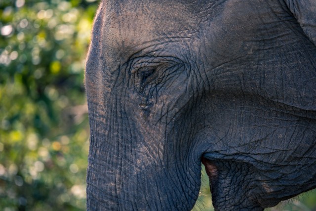 Lähiportree Sri Lanka elevandist