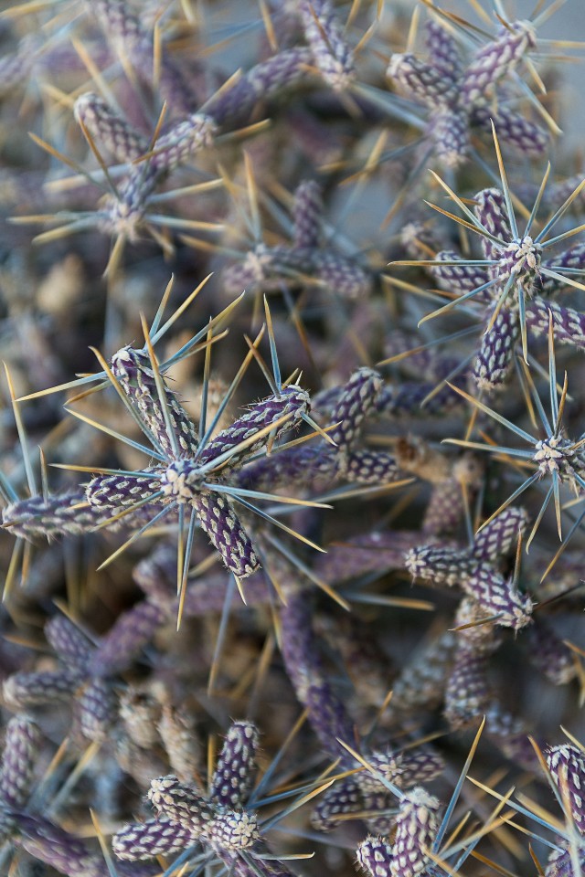 Kaktuseliik, mida tuntakse üldnimetustega Diamond cholla ja Branched pencil cholla, USA