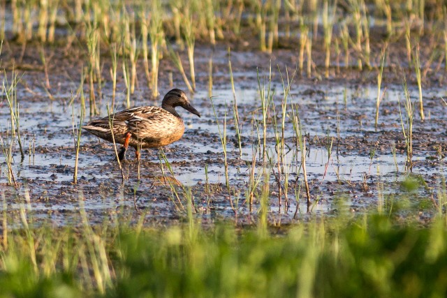 Sinikael-part kaldalt, läbi kõrkjate järvele minemas, Hispaania
