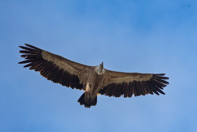 Kaeluskotkas taevavõlvil tiibu sirutamas, Lõuna-Prantsusmaa